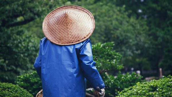 Spring Planting in Texas: What To Grow & When, According to Local Experts
