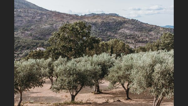 Biodynamic vs Organic Farming: Seasonal & Ecological Balance Principles