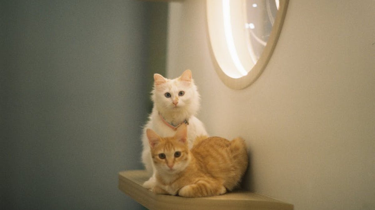 Cat Boarding vs. Cat Sitting: Which Option Is Best For Your Pet This Summer?