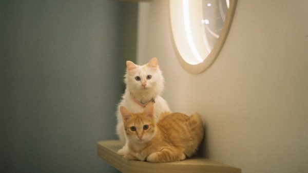 Cat Boarding vs. Cat Sitting: Which Option Is Best For Your Pet This Summer?