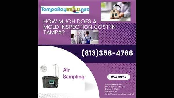 Dangerous Mold Species in Tampa Homes: Identification Guide Released