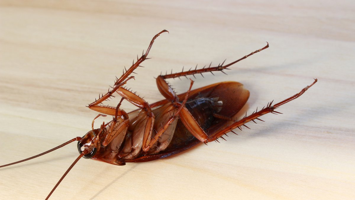 Found Roach Eggs in Your Houston Home? Here's What to Do Next