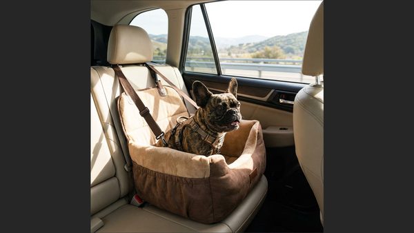 French Bulldog Road Trip Checklist: Essential Items List Announced