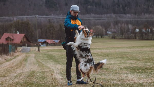 Houston Dog Training Guide Released: Professional Methods Beyond Commands