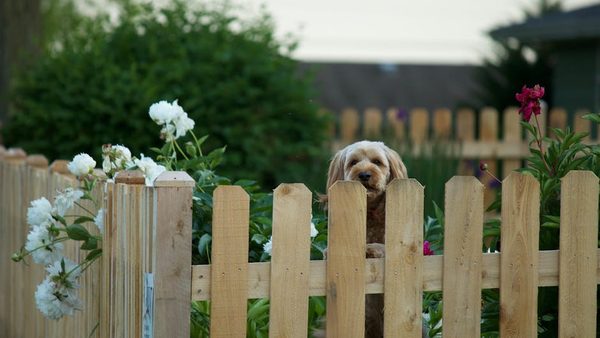 How Much Do Dog Fences Cost In New Jersey? A Complete Buyer's Guide