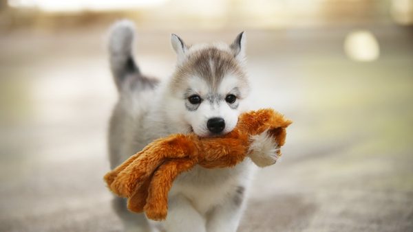 How To Prepare Puppy For Boarding: Tips From Inside A Downers Grove Kennel