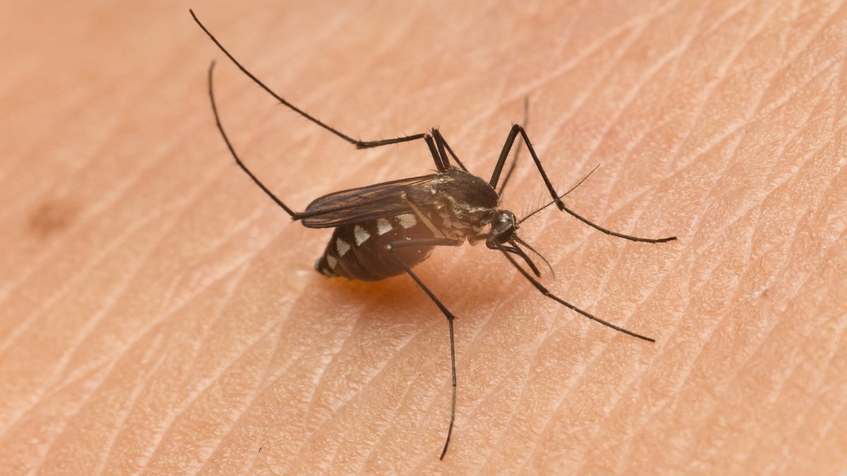 Livingston Pest Control Experts Warn of Early Mosquito Season Surge