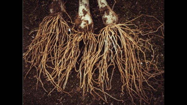 Mycorrhiza Fertilizer Tablets For Drought Resistance & Root Expansion Launched
