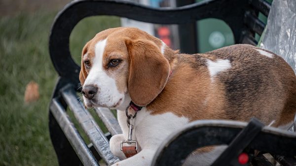 Raleigh, NC Dog Walking For Canine Exercise & Anxiety Relief: Service Expanded