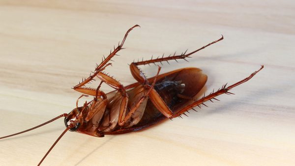 Roach Eggs in Houston: ABC Releases Identification Guide for Homeowners