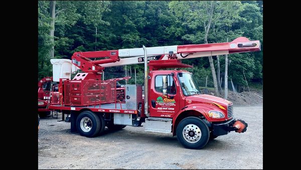 Tree Removal: Central NJ Tree Care Company Explains Necessity Indicators