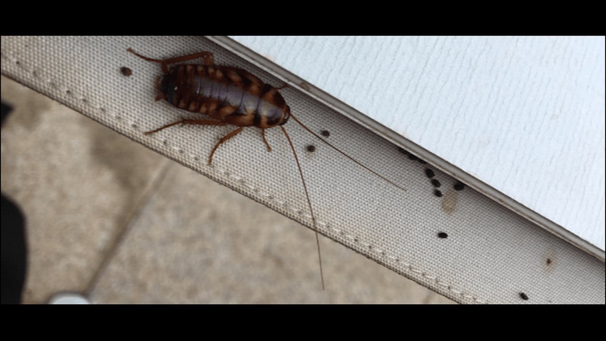 What Do Cockroach Droppings Look Like? Identification Guide Released