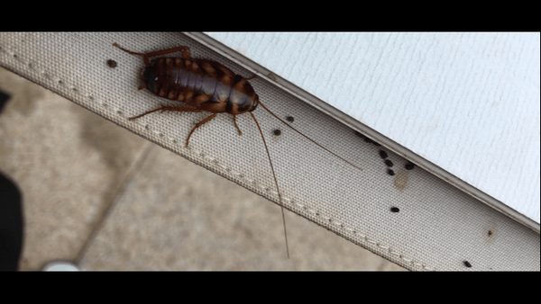What Do Cockroach Droppings Look Like? Identification Guide Released