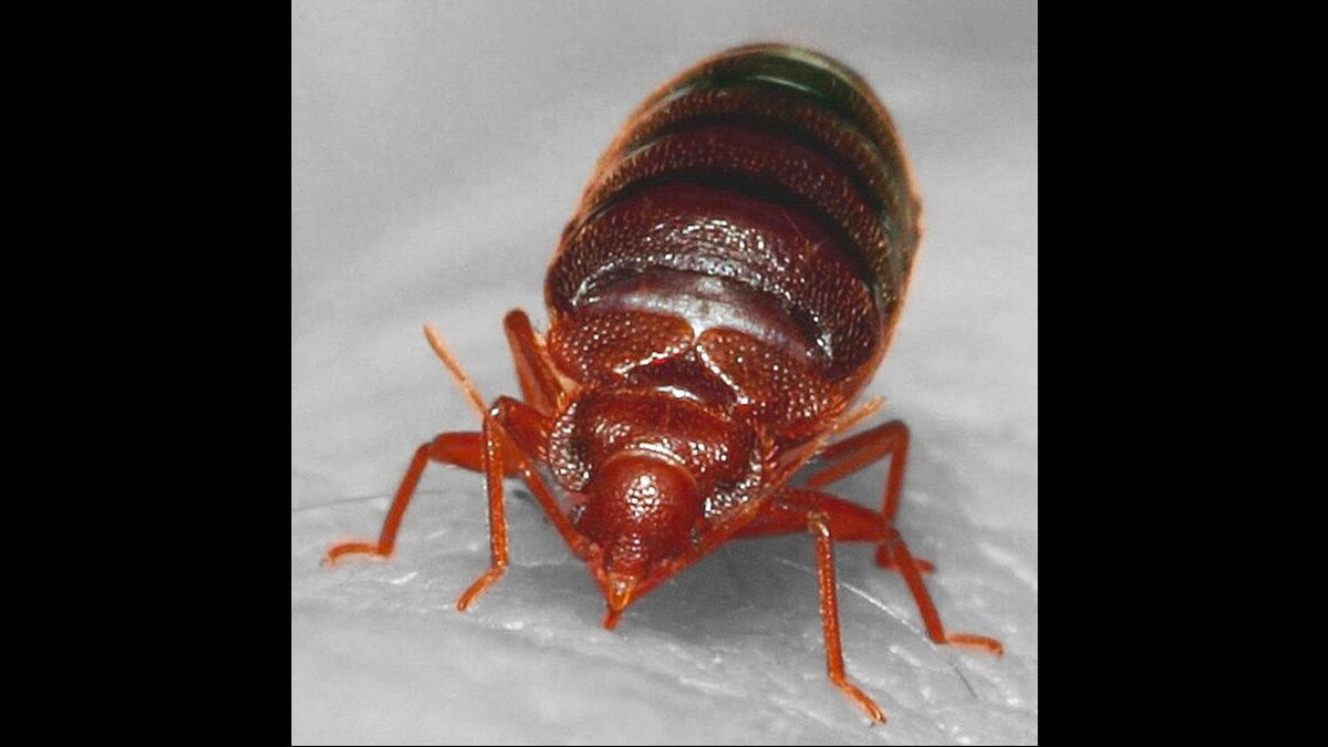Alexandria, VA Chemical-Free Bed Bug Control For Residential Properties Expanded