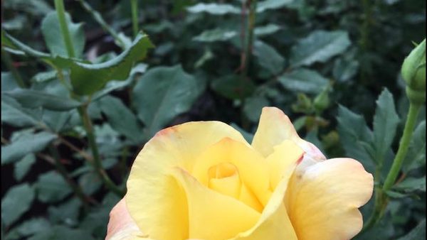 Big Spring, TX Heat-Tolerant Bedding Plants for Summer Gardens: Nursery Expands