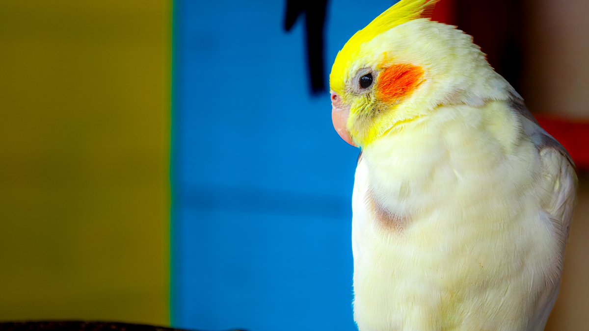 Bird Boarding: Downers Grove Pros Share What to Look for in a Boarding Facility