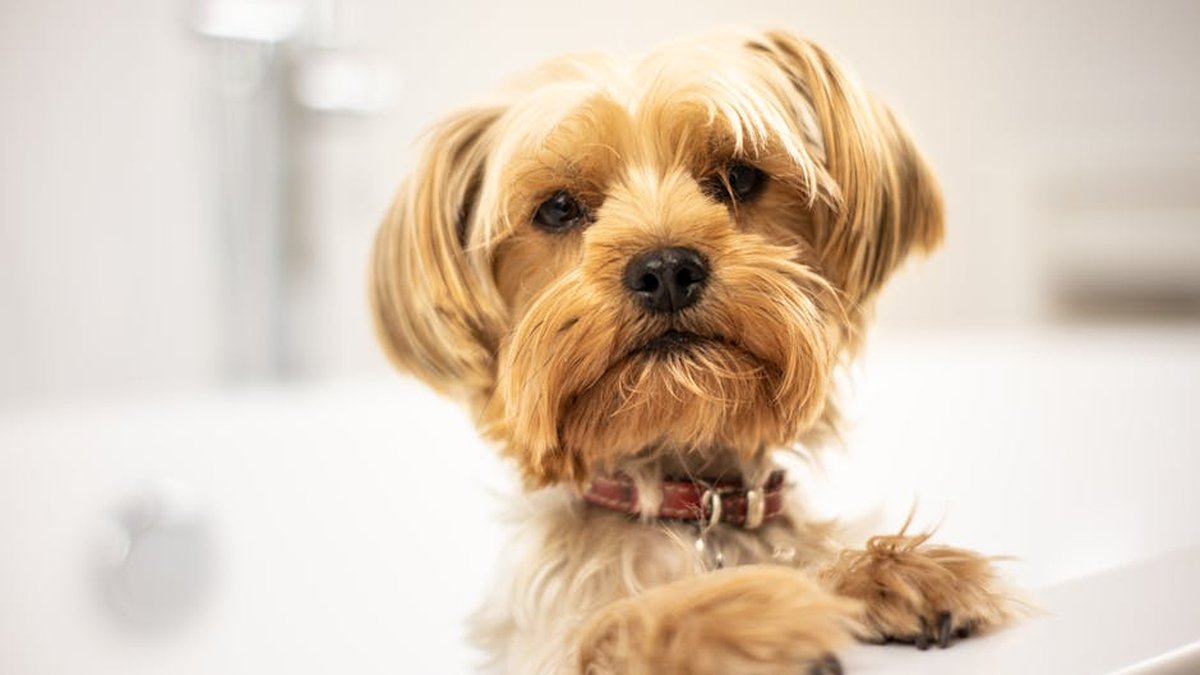 Boarding an Older Dog for the First Time? Downers Grove Experts Explain