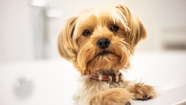 Boarding an Older Dog for the First Time? Downers Grove Experts Explain