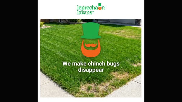 Chinch Bugs in Calgary: How to Spot Them, Confirm Them, and Treat the Damage