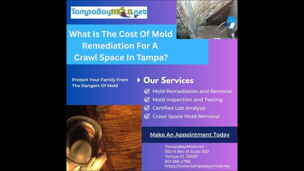 Crawl Space Mold Removal in Older Homes | TampaBayMold.net Mold Inspections