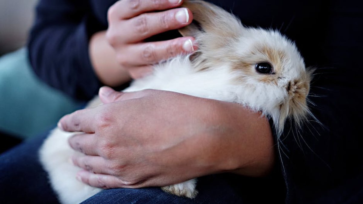 Downers Grove, IL Rabbit Boarding With Specialized Small Pet Care Announced