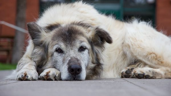 Glen Ellyn, IL Senior Dog Kennel With On-Site Owners & Medication Care Announced