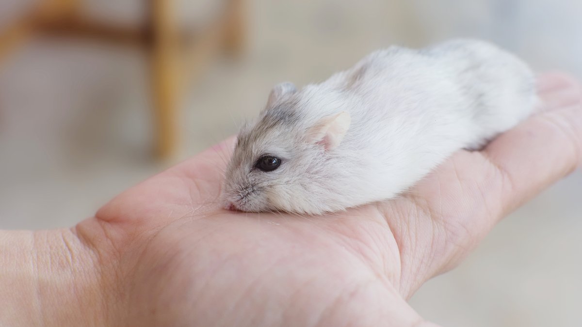 How To Get Rid Of Mice Humanely: Effective Methods & Natural Deterrents Explored