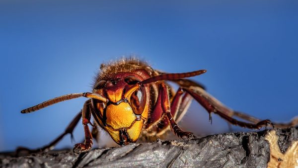How to Prevent Wasp Nests From Coming Back: Fuquay-Varina Pros Share Their Tips