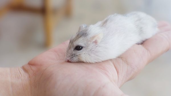 Humane Mice Control Techniques & Removal Methods: Homeowner Guide Released