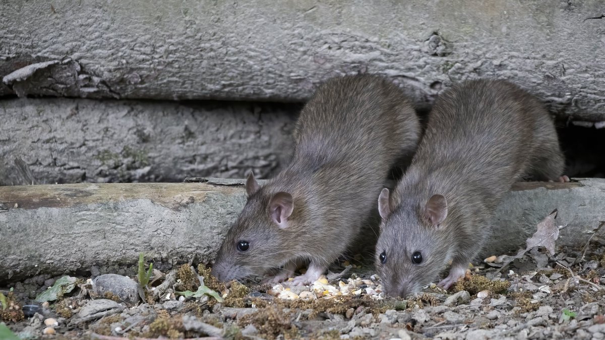 Is It Worth Getting An Exterminator For Rats? VA Experts Share Their Insights