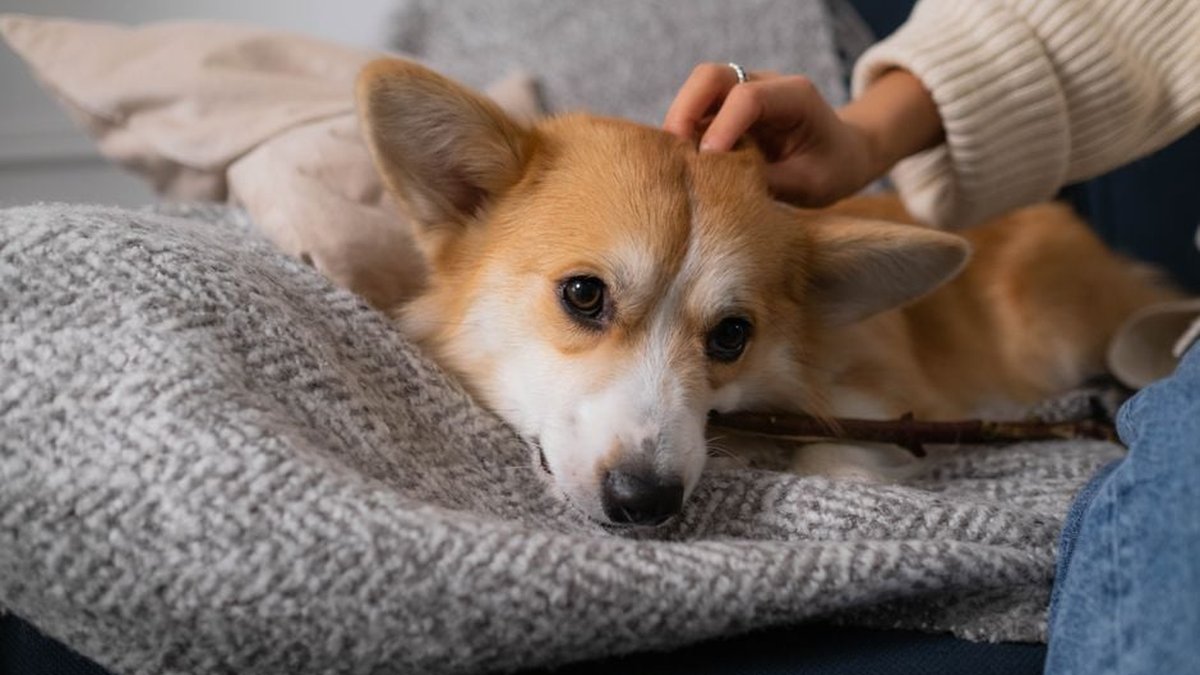 Willow Brook, IL Dog Boarding For Separation Anxiety Relief: Service Expanded