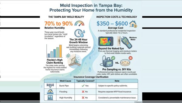 11 Most Common Mold Inspection Questions: Tampa Bay Specialist Answers