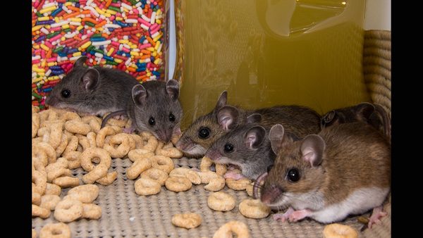 Are Rodent Exterminators Worth It? VA Experts Explain Risks Of DIY Pest Control