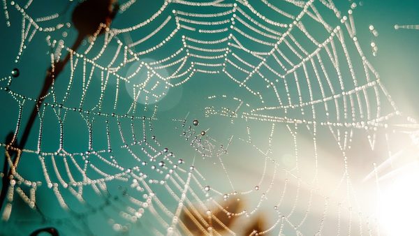 Beaumont Pest Control: Getting Ahead of Spider Season