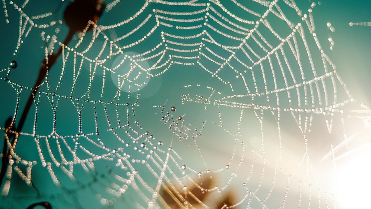 Beaumont Pest Control Turns to Spiders as Mating Season Nears
