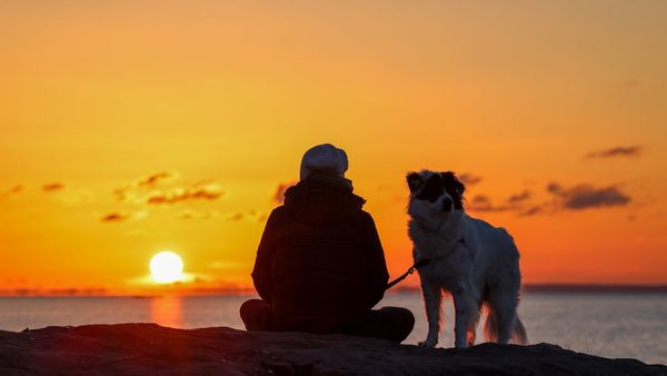 Best Dewormer for Senior Dogs: Safety Comparison Guide Released
