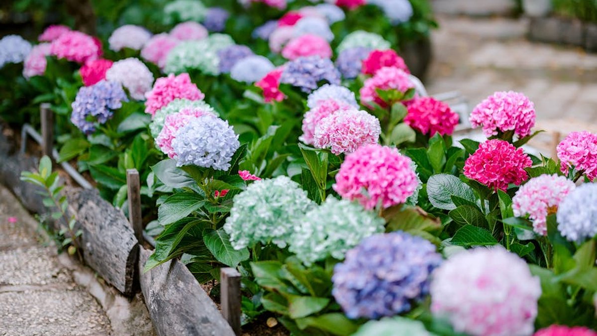 Big Spring, TX Summer Plants & Gardening Supplies For Texas Heat: Nursery Update
