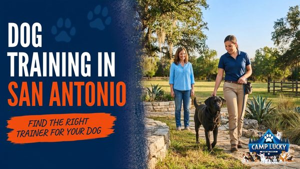 Board & Train Transfer Failure? San Antonio Dog Trainer Reveals Why