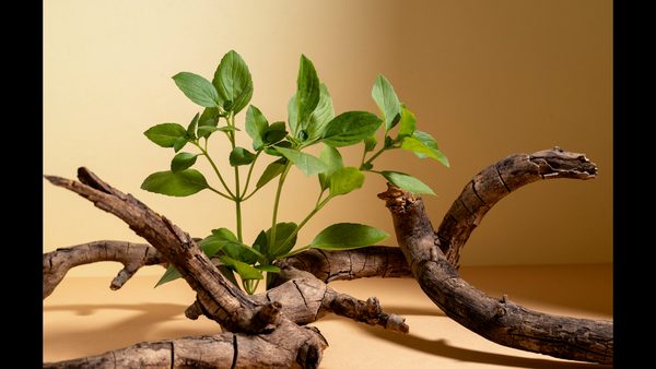Conscious Medicine: Healing the Root, Not Just the Symptoms
