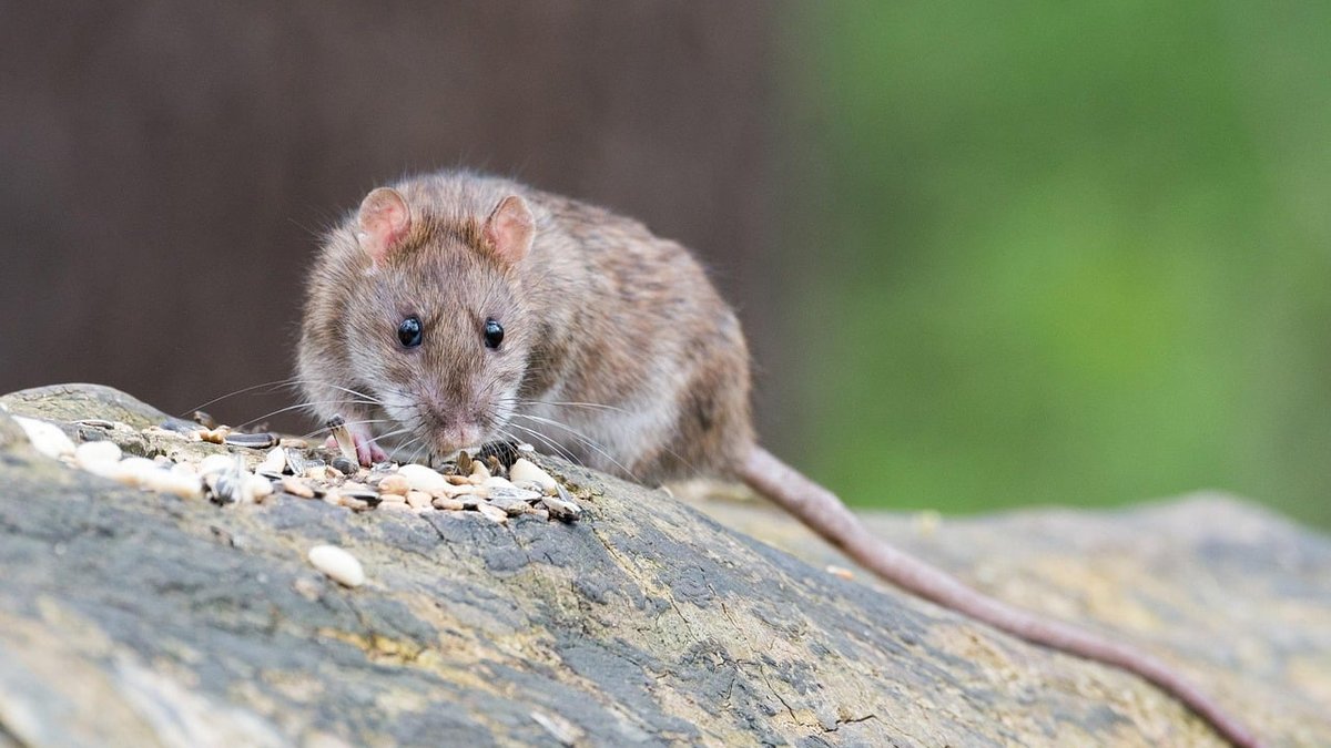 Dead Rat Removal: DC Exterminators Break Down Process, Price & Service Varieties