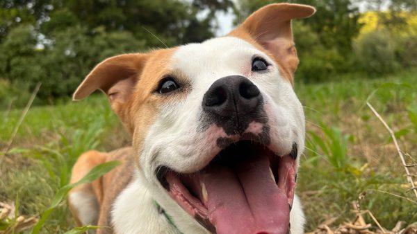 Dog Behavior Modification Training Benefits & Strategy Guide Announced