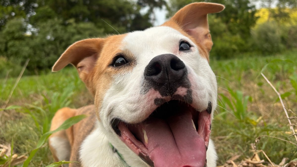 Dog Behavior Modification Training: How It Works & Benefits Explained