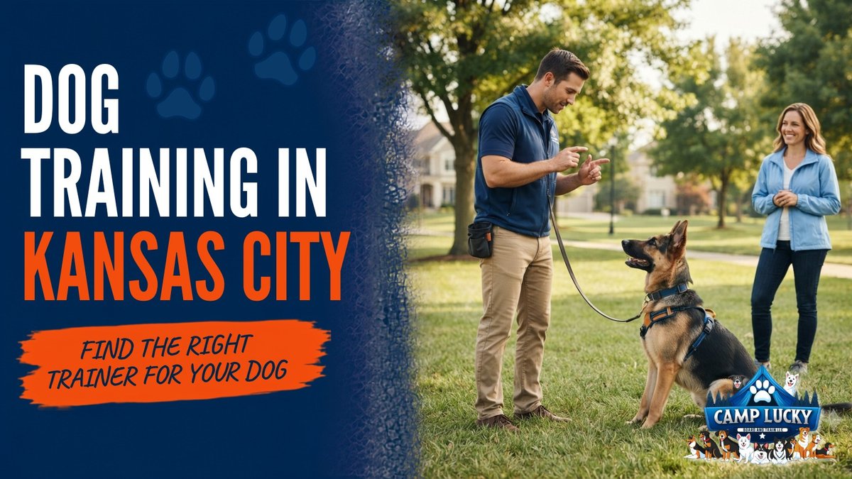 Dog Training Kansas City: Guide for KC Families Released - Board & Train