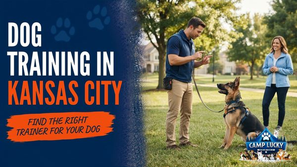 Dog Training Kansas City: How Board and Train Solves Real Behavior Problems