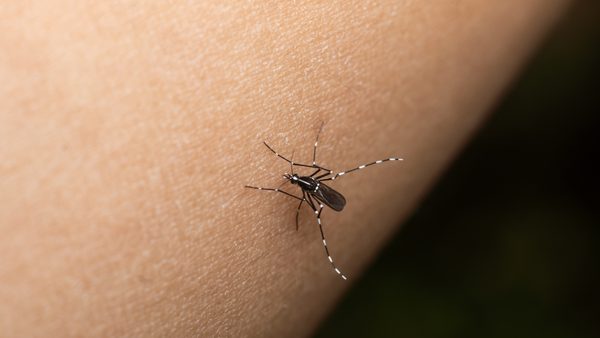 Houston Pest Control Demand Climbs as Mosquito Season Peaks