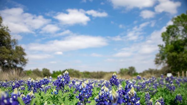 How To Prepare Your Texas Garden For A Hot Summer: Smart Heat-Ready Tips