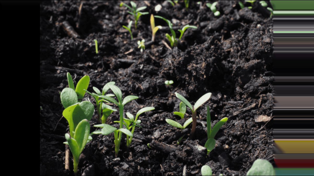 How to Use Humic Acid Fertilizer: Jesenice Experts Break Down the Dos and Don'ts