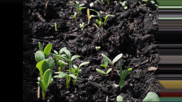 How to Use Humic Acid Fertilizer: Jesenice Experts Break Down the Dos and Don'ts