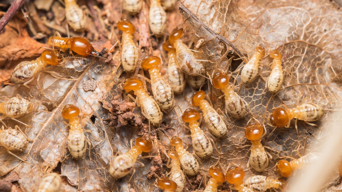 Is Termite Control Necessary? Virginia Experts Explain The Cost Of DIY