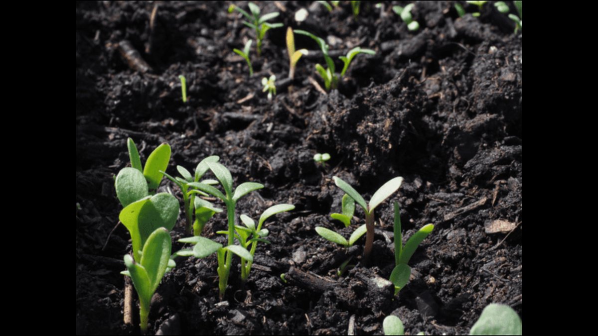 Jesenice Organic Humic Acid Fertilizers for Nutrient Absorption: Range Announced